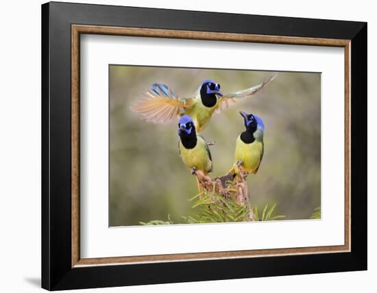 Green Jay, Cyanocorax Yncas, fighting for a perch-Larry Ditto-Framed Photographic Print