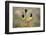 Green Jay, Cyanocorax Yncas, fighting for a perch-Larry Ditto-Framed Photographic Print