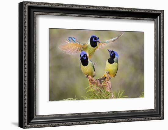 Green Jay, Cyanocorax Yncas, fighting for a perch-Larry Ditto-Framed Photographic Print