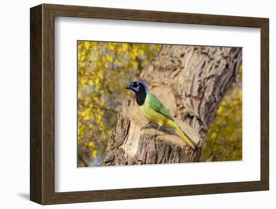 Green Jay (Cyanocorax yncas) perched-Larry Ditto-Framed Photographic Print