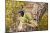 Green Jay (Cyanocorax yncas) perched-Larry Ditto-Mounted Photographic Print