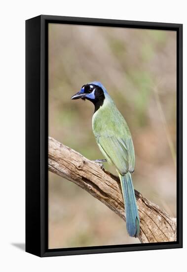 Green Jay in Tree Starr, Texas, Usa-Richard ans Susan Day-Framed Premier Image Canvas