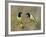 Green Jay Pair, Texas, USA-Rolf Nussbaumer-Framed Photographic Print