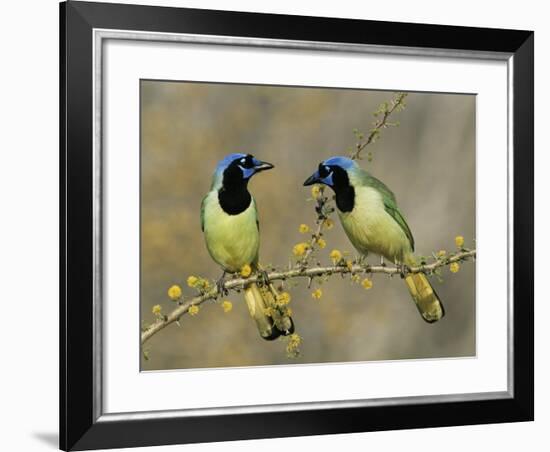 Green Jay Pair, Texas, USA-Rolf Nussbaumer-Framed Photographic Print