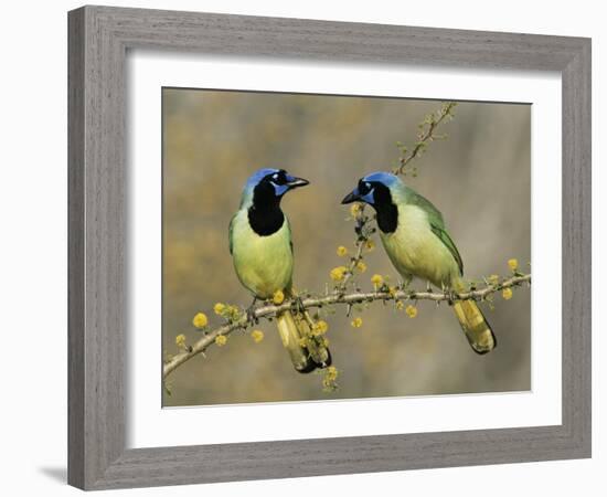 Green Jay Pair, Texas, USA-Rolf Nussbaumer-Framed Photographic Print