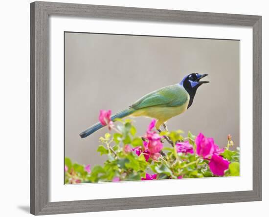 Green Jay Perched in Bougainvillea Flowers, Texas, USA-Larry Ditto-Framed Photographic Print