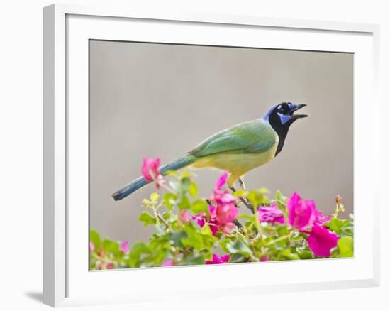 Green Jay Perched in Bougainvillea Flowers, Texas, USA-Larry Ditto-Framed Photographic Print