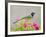 Green Jay Perched in Bougainvillea Flowers, Texas, USA-Larry Ditto-Framed Photographic Print