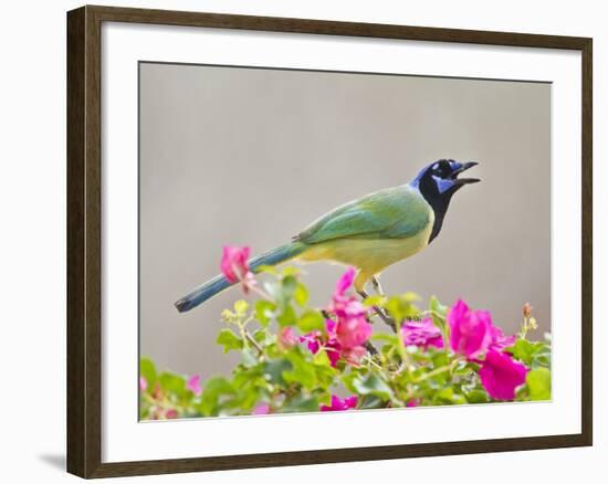 Green Jay Perched in Bougainvillea Flowers, Texas, USA-Larry Ditto-Framed Photographic Print