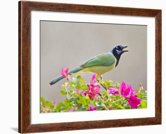 Green Jay Perched in Bougainvillea Flowers, Texas, USA-Larry Ditto-Framed Photographic Print