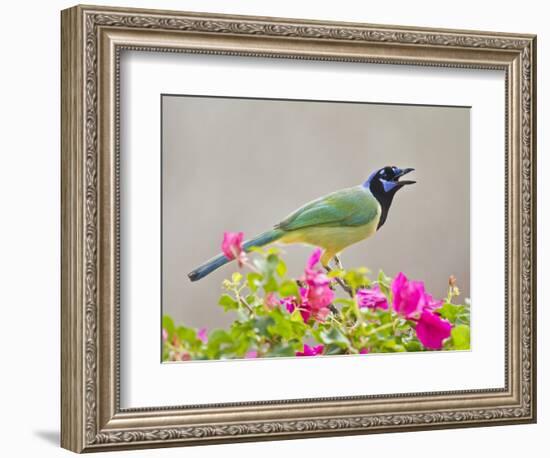 Green Jay Perched in Bougainvillea Flowers, Texas, USA-Larry Ditto-Framed Photographic Print