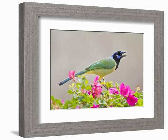 Green Jay Perched in Bougainvillea Flowers, Texas, USA-Larry Ditto-Framed Photographic Print