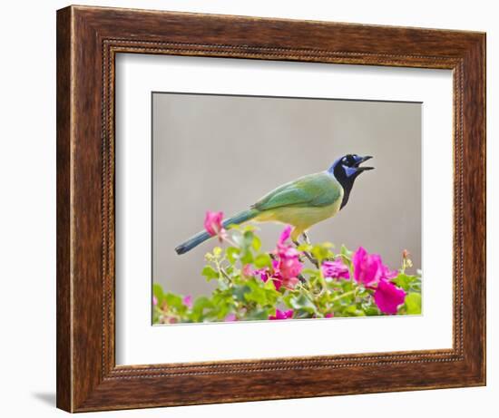 Green Jay Perched in Bougainvillea Flowers, Texas, USA-Larry Ditto-Framed Photographic Print