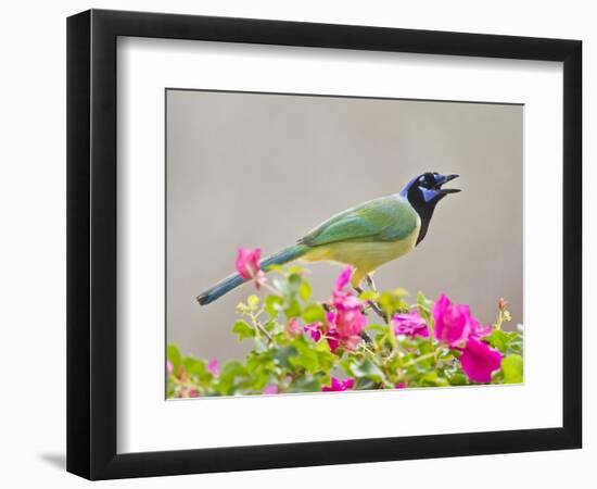 Green Jay Perched in Bougainvillea Flowers, Texas, USA-Larry Ditto-Framed Photographic Print