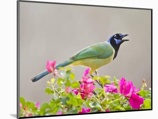 Green Jay Perched in Bougainvillea Flowers, Texas, USA-Larry Ditto-Mounted Photographic Print