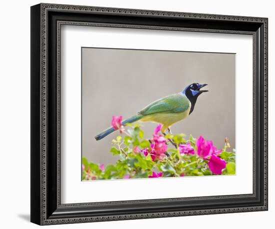 Green Jay Perched in Bougainvillea Flowers, Texas, USA-Larry Ditto-Framed Photographic Print