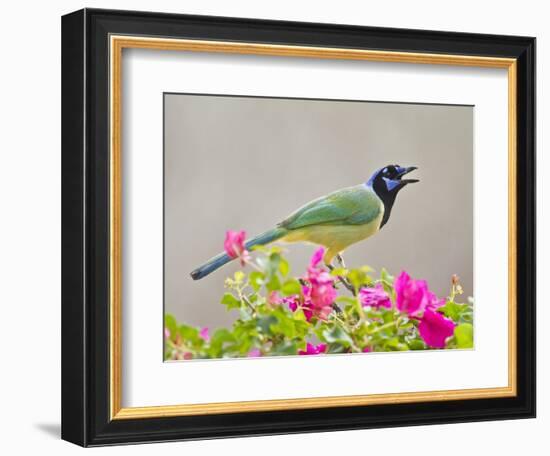 Green Jay Perched in Bougainvillea Flowers, Texas, USA-Larry Ditto-Framed Photographic Print