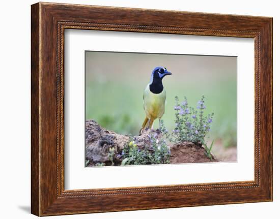 Green Jay perched in wildflowers-Larry Ditto-Framed Photographic Print