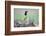 Green Jay perched in wildflowers-Larry Ditto-Framed Photographic Print