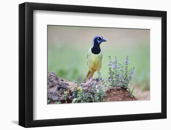 Green Jay perched in wildflowers-Larry Ditto-Framed Photographic Print