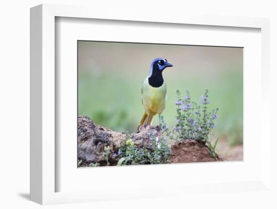 Green Jay perched in wildflowers-Larry Ditto-Framed Photographic Print