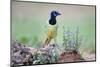 Green Jay perched in wildflowers-Larry Ditto-Mounted Photographic Print