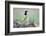 Green Jay perched in wildflowers-Larry Ditto-Framed Photographic Print