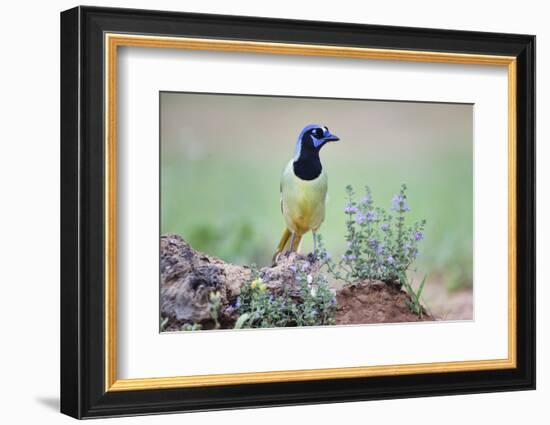 Green Jay perched in wildflowers-Larry Ditto-Framed Photographic Print