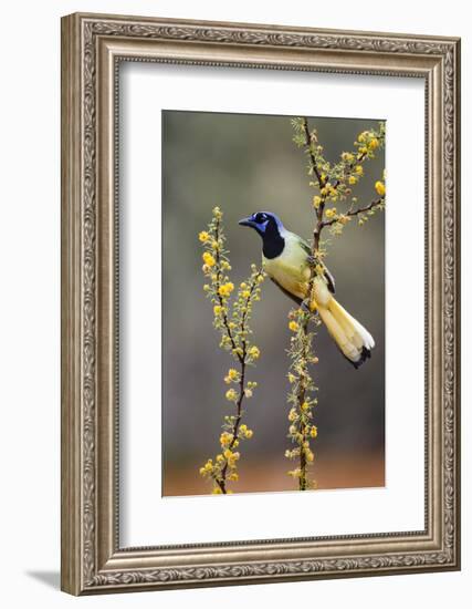 Green jay perched.-Larry Ditto-Framed Photographic Print