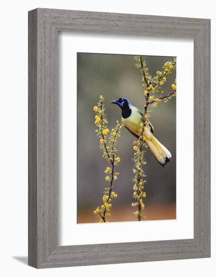 Green jay perched.-Larry Ditto-Framed Photographic Print