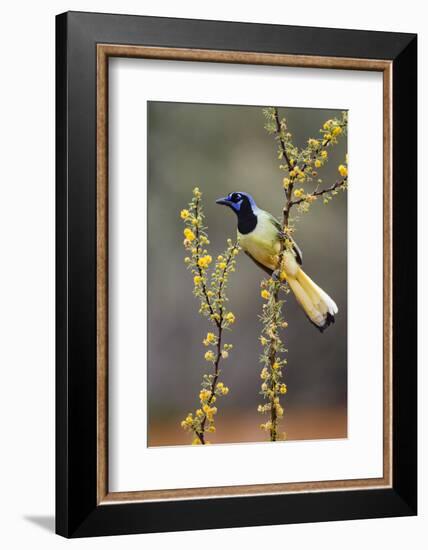 Green jay perched.-Larry Ditto-Framed Photographic Print