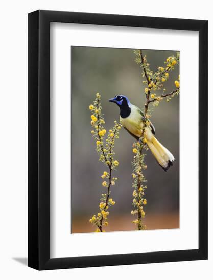 Green jay perched.-Larry Ditto-Framed Photographic Print