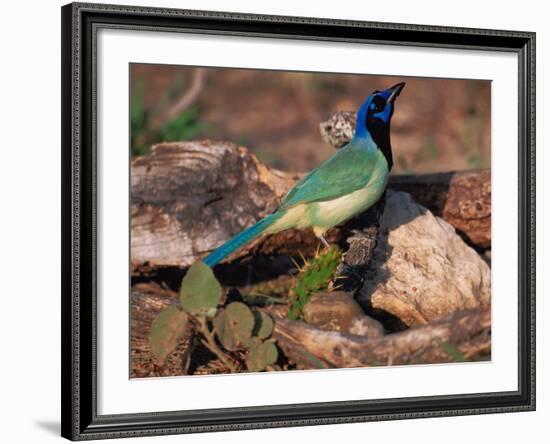 Green Jay, Texas, USA-Dee Ann Pederson-Framed Photographic Print