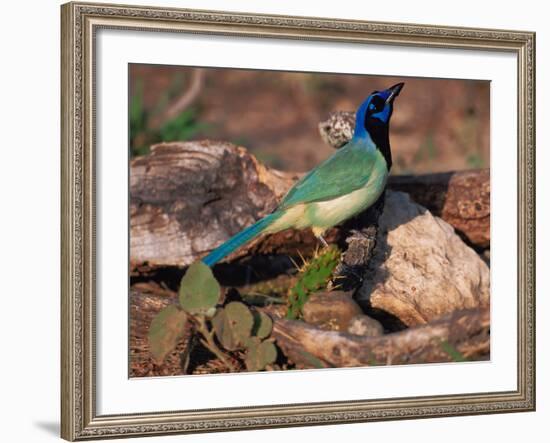 Green Jay, Texas, USA-Dee Ann Pederson-Framed Photographic Print