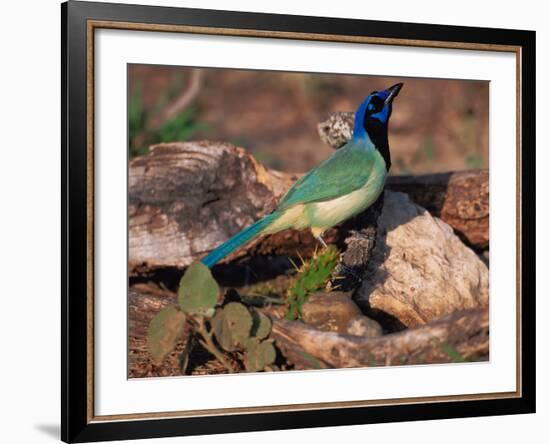 Green Jay, Texas, USA-Dee Ann Pederson-Framed Photographic Print