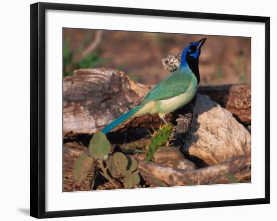 Green Jay, Texas, USA-Dee Ann Pederson-Framed Photographic Print