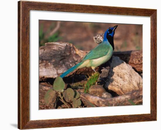 Green Jay, Texas, USA-Dee Ann Pederson-Framed Photographic Print