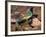 Green Jay, Texas, USA-Dee Ann Pederson-Framed Photographic Print