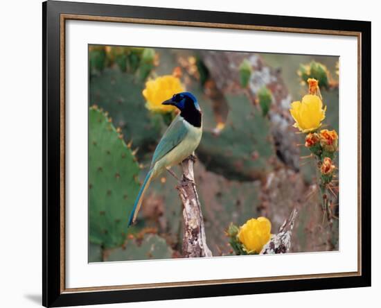 Green Jay, Texas, USA-Dee Ann Pederson-Framed Photographic Print