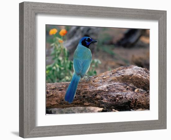 Green Jay, Texas, USA-Dee Ann Pederson-Framed Photographic Print