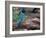 Green Jay, Texas, USA-Dee Ann Pederson-Framed Photographic Print