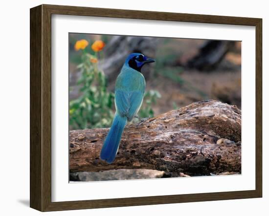 Green Jay, Texas, USA-Dee Ann Pederson-Framed Photographic Print