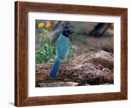 Green Jay, Texas, USA-Dee Ann Pederson-Framed Photographic Print