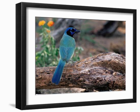 Green Jay, Texas, USA-Dee Ann Pederson-Framed Photographic Print