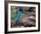 Green Jay, Texas, USA-Dee Ann Pederson-Framed Photographic Print