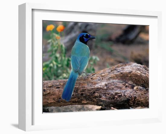 Green Jay, Texas, USA-Dee Ann Pederson-Framed Photographic Print