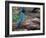 Green Jay, Texas, USA-Dee Ann Pederson-Framed Photographic Print