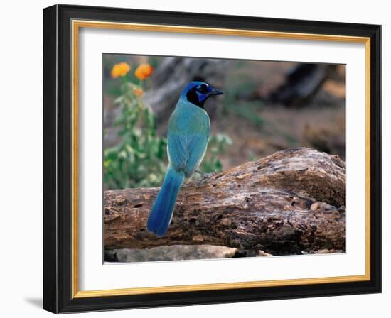 Green Jay, Texas, USA-Dee Ann Pederson-Framed Photographic Print