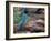 Green Jay, Texas, USA-Dee Ann Pederson-Framed Photographic Print