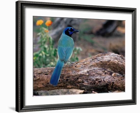 Green Jay, Texas, USA-Dee Ann Pederson-Framed Photographic Print